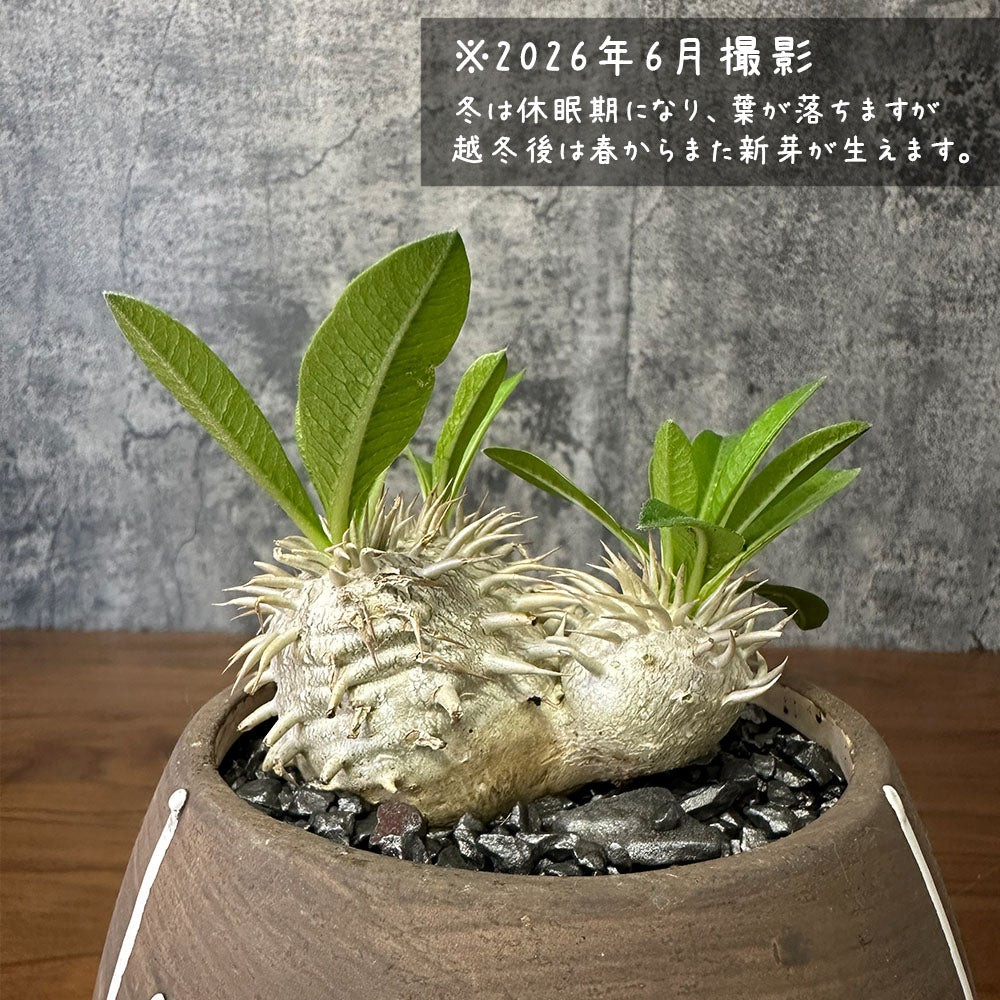 希少品種  塊根植物 パキポディウム エブレネウム 5号 現品 送料別