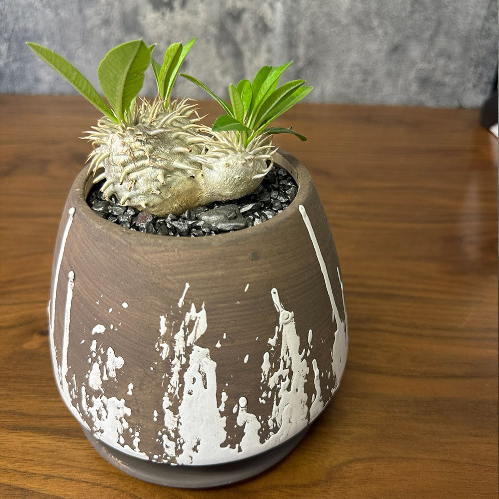 希少品種  塊根植物 パキポディウム エブレネウム 5号 現品 送料別