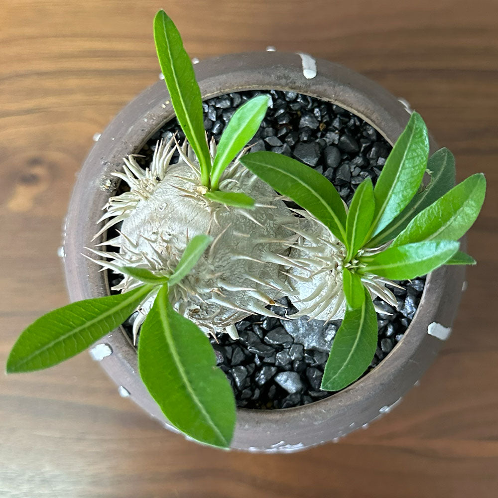 希少品種  塊根植物 パキポディウム エブレネウム 5号 現品 送料別
