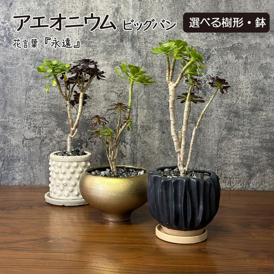 【希少品種】 アエオニウム ビッグバン 【選べる樹形】 選べる鉢 多肉植物 送料別