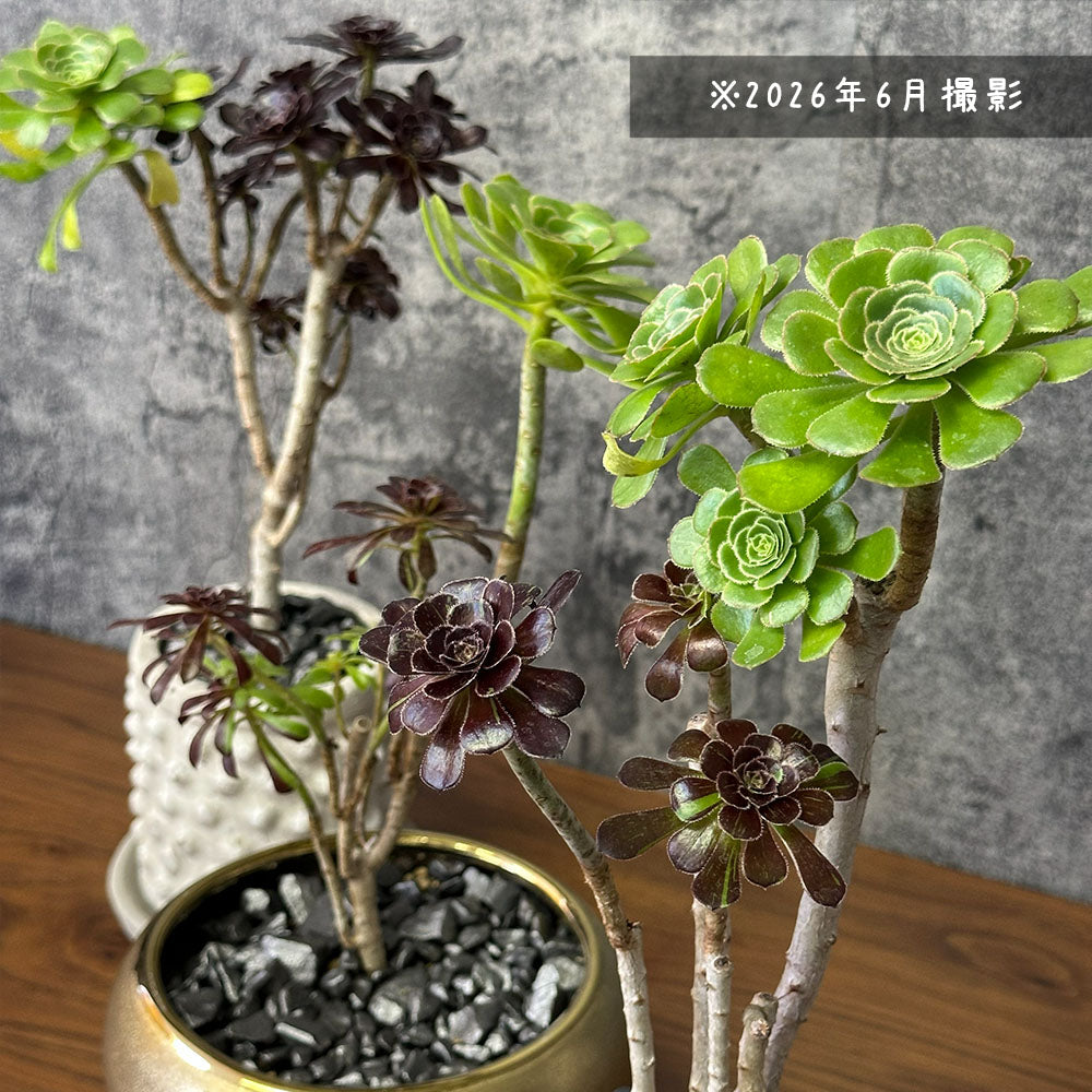 【希少品種】 アエオニウム ビッグバン 【選べる樹形】 選べる鉢 多肉植物 送料別