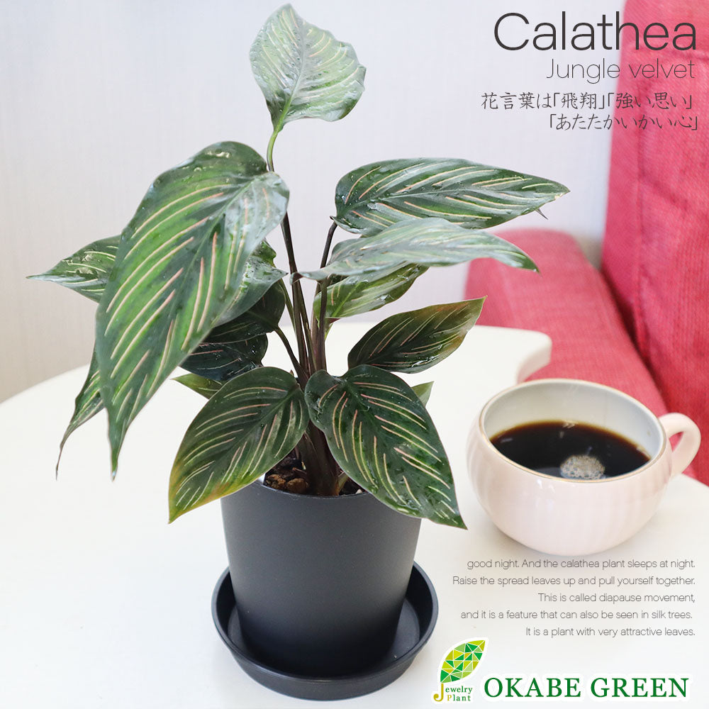 専用　プラスチック皿付き カラテア5種セット 農場直送！カラテア アソートセット 3.5号鉢 5鉢 観葉植物