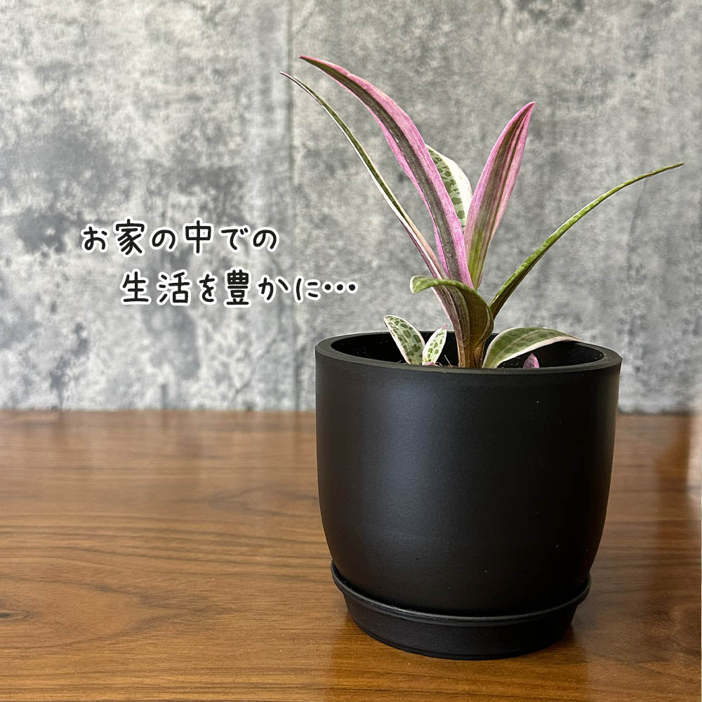 ビオラセア ジュダ 錦 3.5号 ラッピング無料 黒ポット 送料別