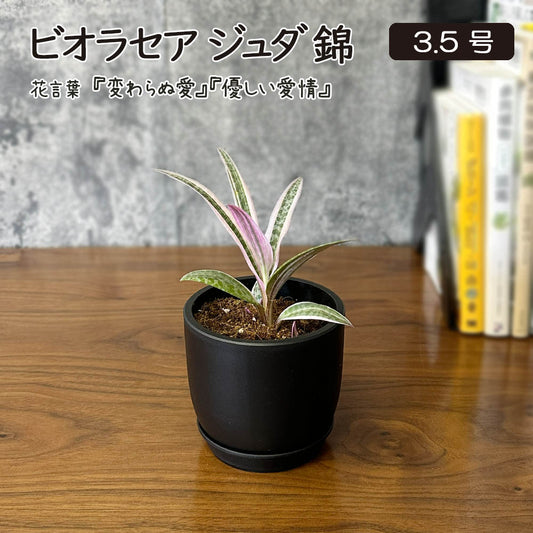 ビオラセア ジュダ 錦 3.5号 ラッピング無料 黒ポット