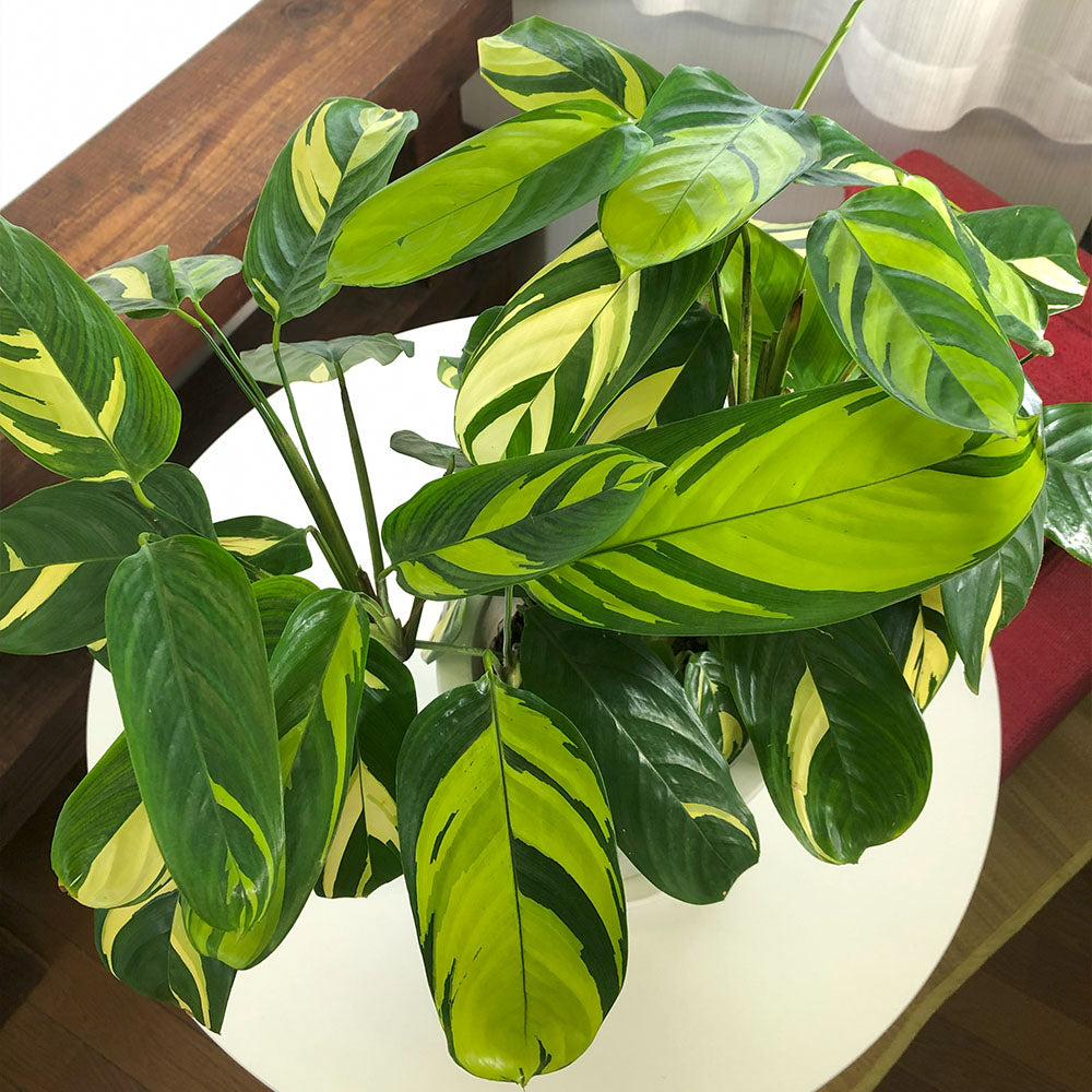 斑入り　カラテア　苗　観葉植物　グリーン　花卉園芸 斑入り カラテア 苗 観葉植物 グリーン 花卉園芸 【公式通販】