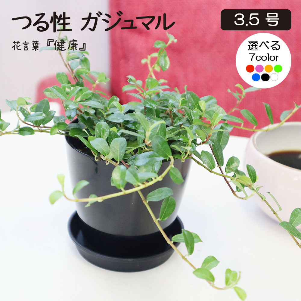 フィカス シャングリラ つる性 ガジュマルの木 3.5号 選べる カラープラスチック鉢 送料無料 [黒2]