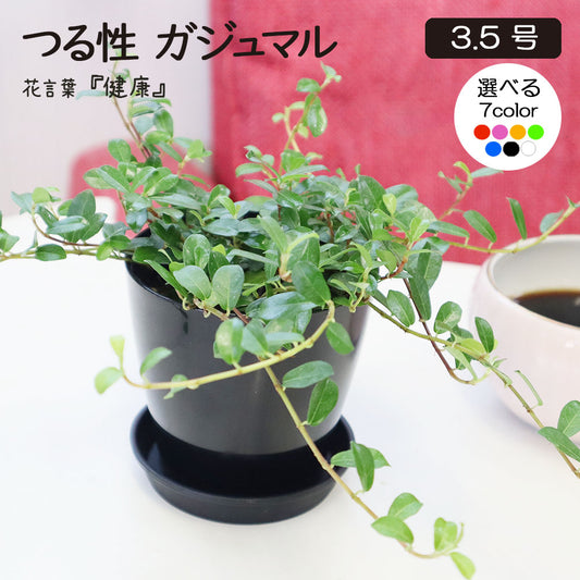 フィカス シャングリラ つる性 ガジュマルの木 3.5号 選べる カラープラスチック鉢 送料無料 [黒2]