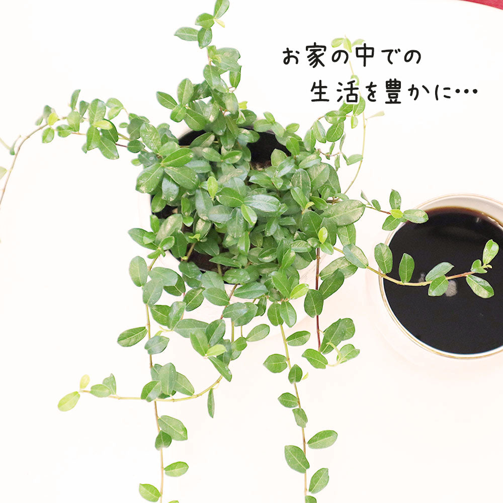 フィカス シャングリラ つる性 ガジュマルの木 3.5号 選べる カラープラスチック鉢 送料無料 [黒2]