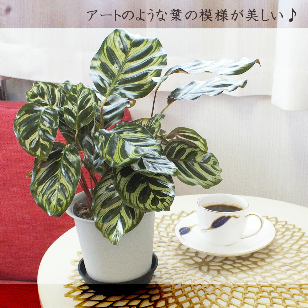 宝石のような観葉植物のお店 【Jewelry Plant】 カラテア マコヤナ 4