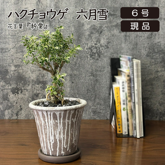 観葉植物 ハクチョウゲ 六月雪 【現品】 陶器鉢 6号 白丁花