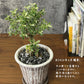 観葉植物 ハクチョウゲ 六月雪 【現品】 陶器鉢 6号 白丁花