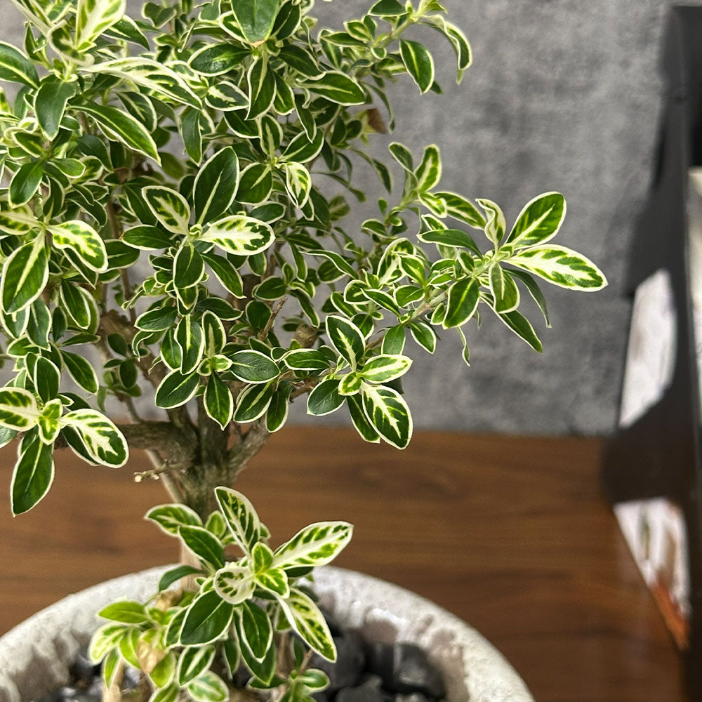 観葉植物 ハクチョウゲ 六月雪 【現品】 陶器鉢 6号 白丁花