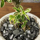 観葉植物 ハクチョウゲ 六月雪 【現品】 陶器鉢 6号 白丁花