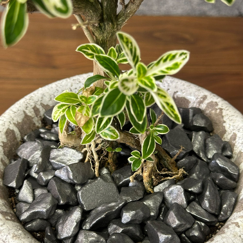 観葉植物 ハクチョウゲ 六月雪 【現品】 陶器鉢 6号 白丁花