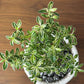 観葉植物 ハクチョウゲ 六月雪 【現品】 陶器鉢 6号 白丁花