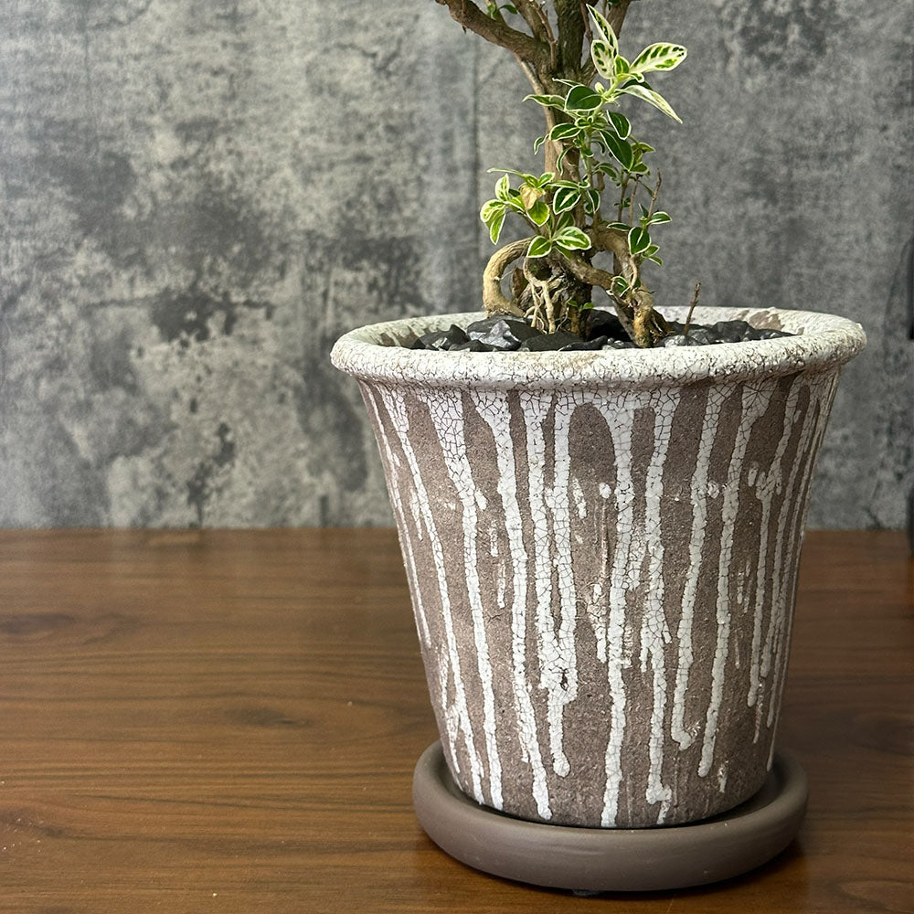観葉植物 ハクチョウゲ 六月雪 【現品】 陶器鉢 6号 白丁花