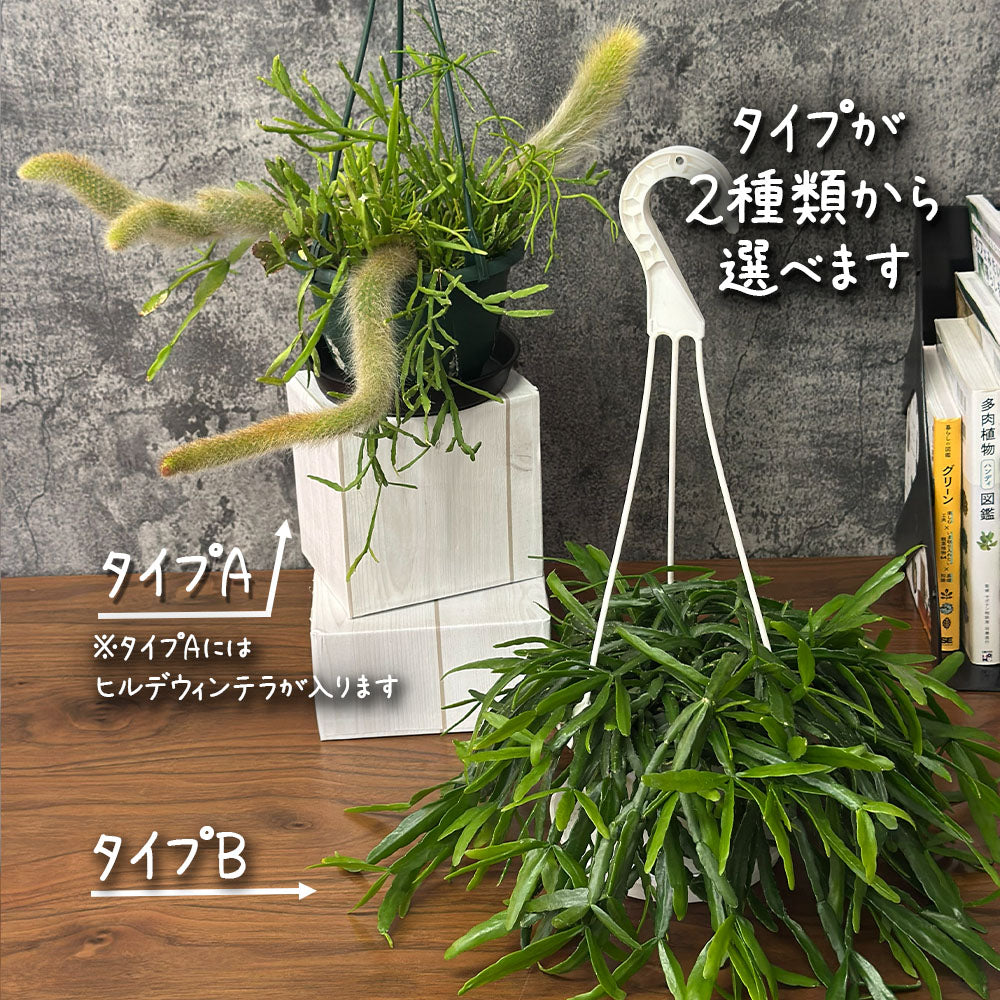 リプサリス 5号 白プラスチック鉢 吊り棒付き ヒルデウィンテラ 吊り鉢 送料別