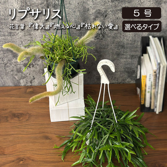 リプサリス 5号 白プラスチック鉢 吊り棒付き ヒルデウィンテラ 吊り鉢 送料別