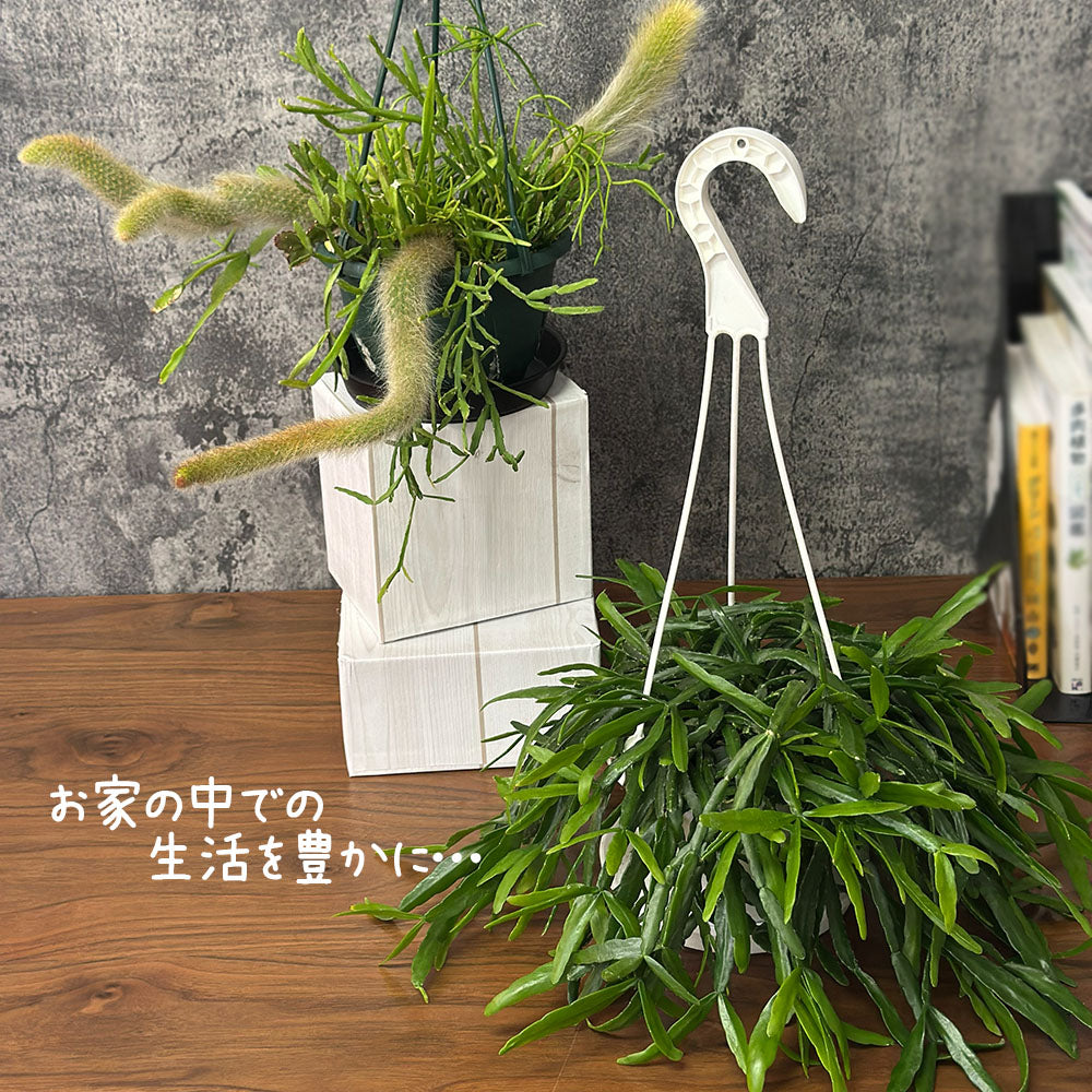 リプサリス 5号 白プラスチック鉢 吊り棒付き ヒルデウィンテラ 吊り鉢 送料別