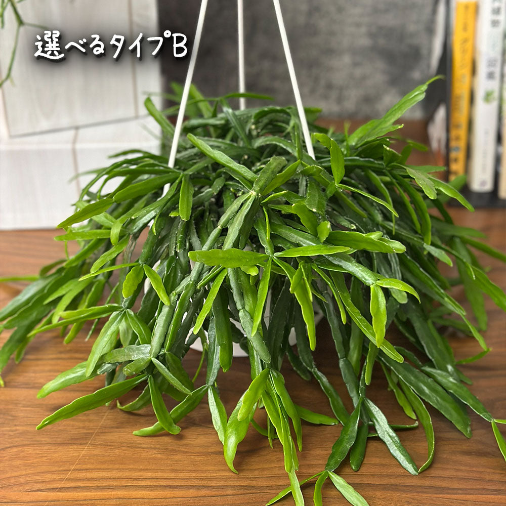 リプサリス 5号 白プラスチック鉢 吊り棒付き ヒルデウィンテラ 吊り鉢 送料別