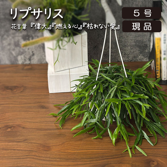 リプサリス 現品 5号 白プラスチック鉢 吊り棒付き 吊り鉢 送料別