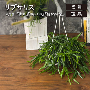 リプサリス 6鉢MIX吊り鉢 品種名不明 リプサリス 6鉢MIX吊り鉢 品種名