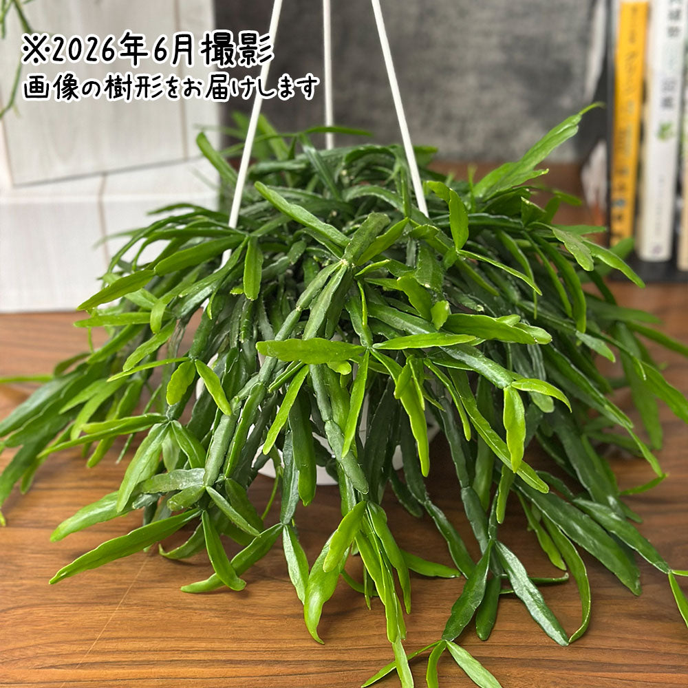 リプサリス 現品 5号 白プラスチック鉢 吊り棒付き 吊り鉢 送料別