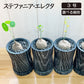 【希少品種】  ステファニア エレクタ 選べる樹形 【現品】 3号 黒ロング陶器鉢 送料無料