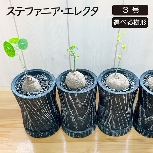 【希少品種】  ステファニア エレクタ 選べる樹形 【現品】 3号 黒ロング陶器鉢 送料無料