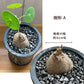 【希少品種】  ステファニア エレクタ 選べる樹形 【現品】 3号 黒ロング陶器鉢 送料無料