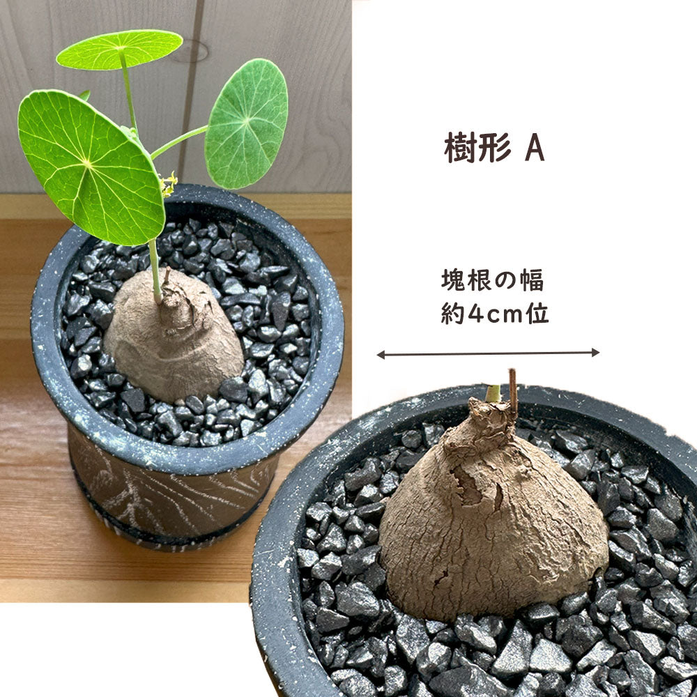 【希少品種】  ステファニア エレクタ 選べる樹形 【現品】 3号 黒ロング陶器鉢 送料無料