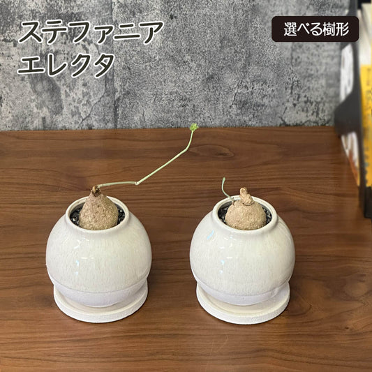 【希少品種】  ステファニア エレクタ 選べる樹形 【現品】 3号 黒ロング陶器鉢 送料別