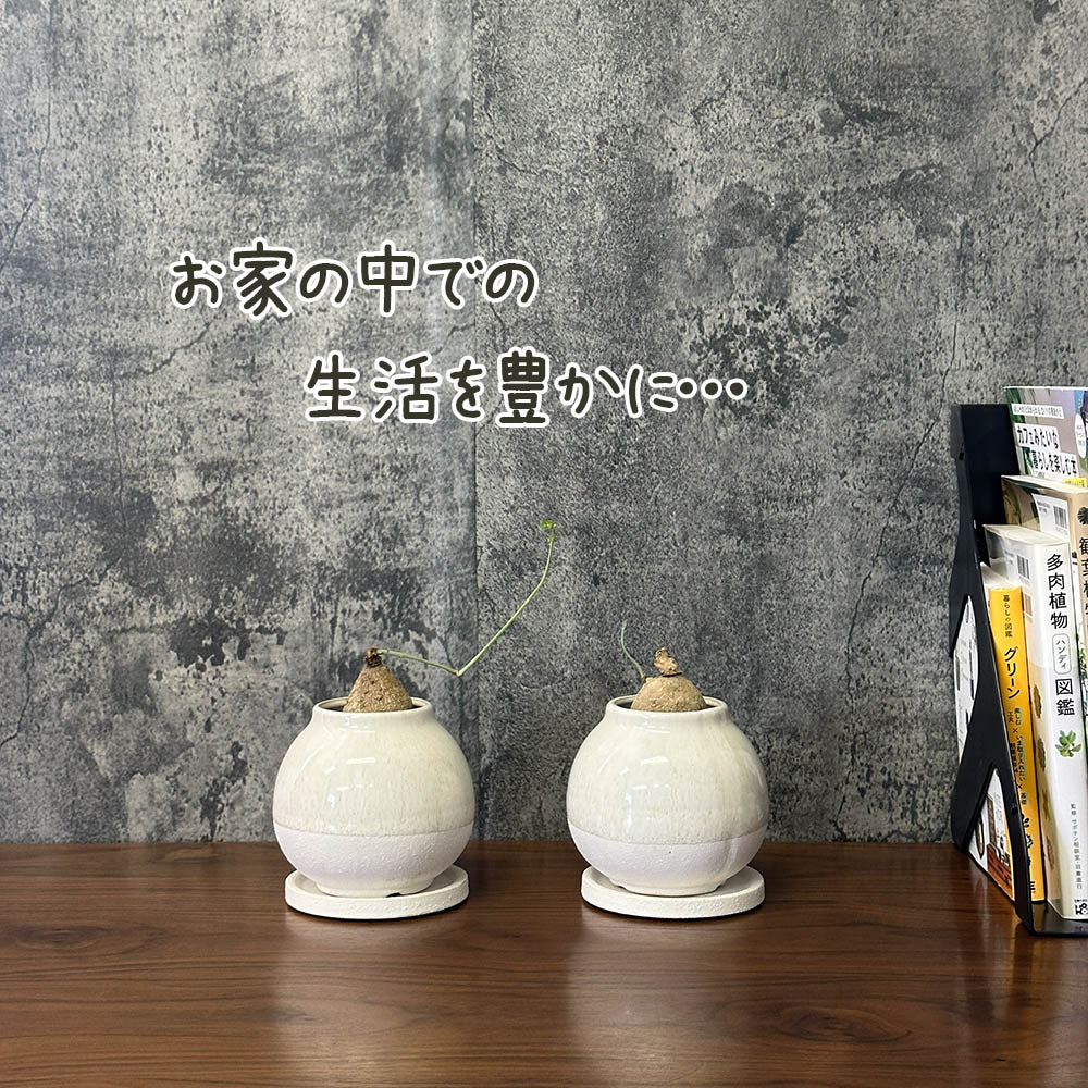 【希少品種】  ステファニア エレクタ 選べる樹形 【現品】 3号 黒ロング陶器鉢 送料別