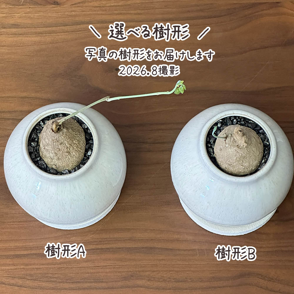 【希少品種】  ステファニア エレクタ 選べる樹形 【現品】 3号 黒ロング陶器鉢 送料別