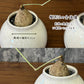 【希少品種】  ステファニア エレクタ 選べる樹形 【現品】 3号 黒ロング陶器鉢 送料別