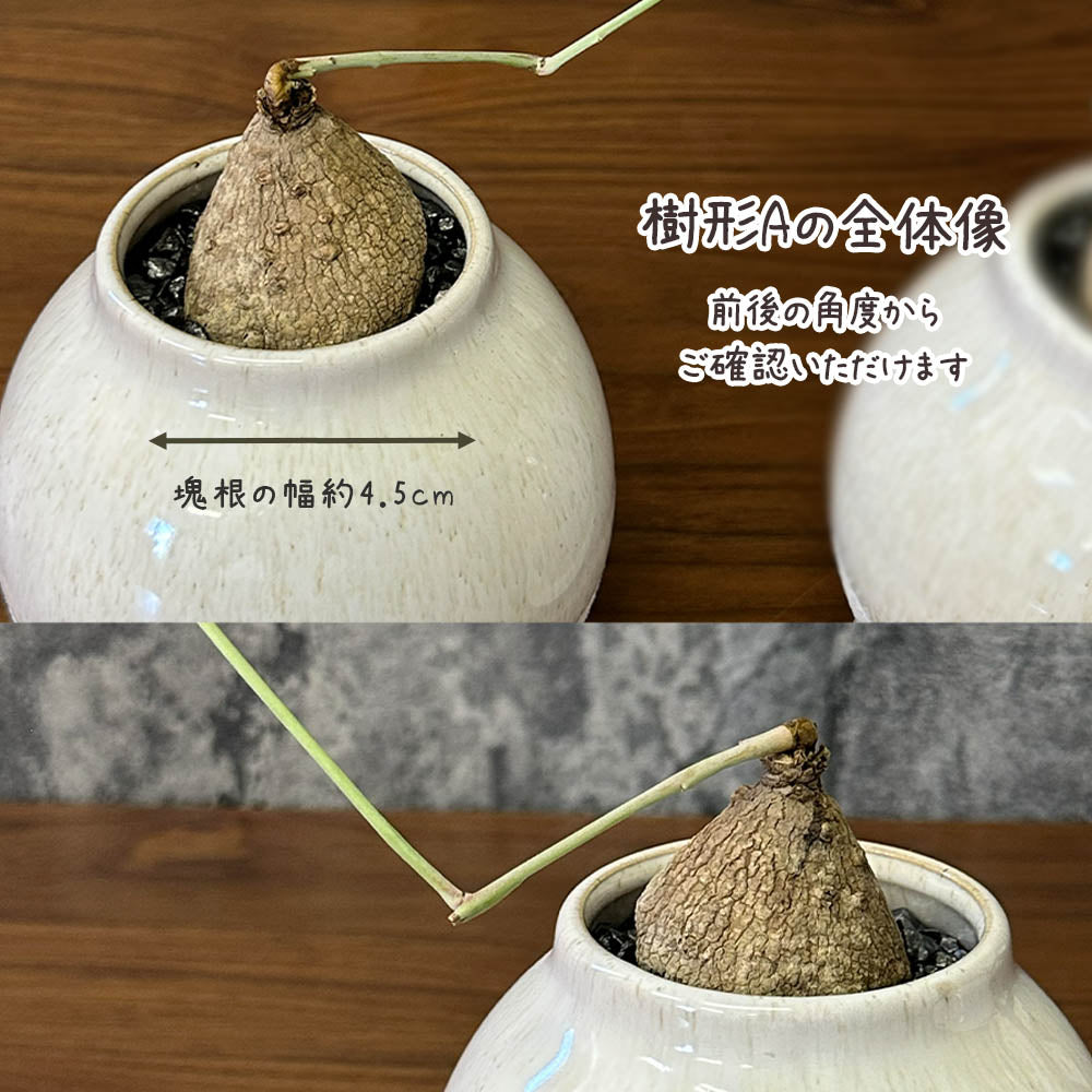 【希少品種】  ステファニア エレクタ 選べる樹形 【現品】 3号 黒ロング陶器鉢 送料別