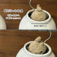 【希少品種】  ステファニア エレクタ 選べる樹形 【現品】 3号 黒ロング陶器鉢 送料別
