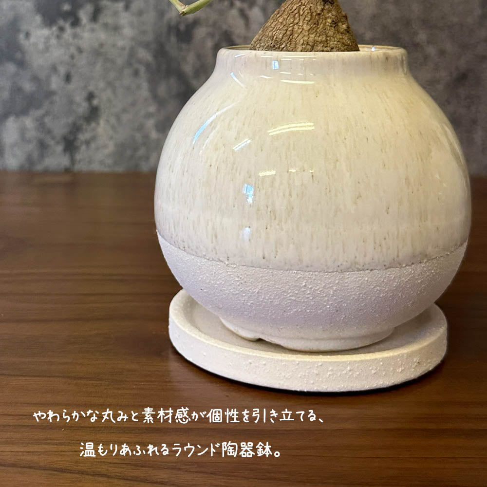 【希少品種】  ステファニア エレクタ 選べる樹形 【現品】 3号 黒ロング陶器鉢 送料別