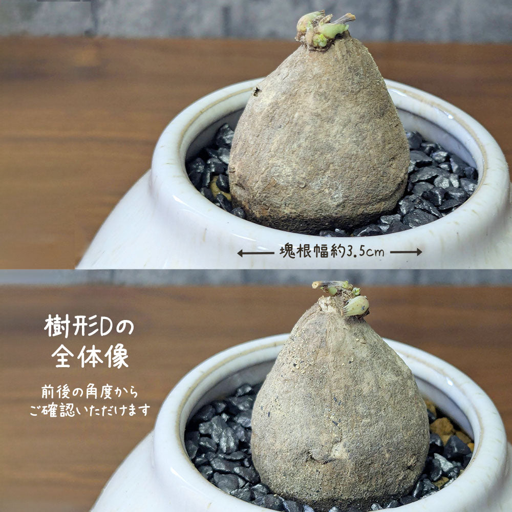 【希少品種】  ステファニア エレクタ 選べる樹形 【現品】 3号 白陶器鉢 送料別
