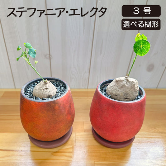 希少品種 ステファニア エレクタ 選べる樹形 現品 3号 オレンジ レッド 陶器鉢 送料無料