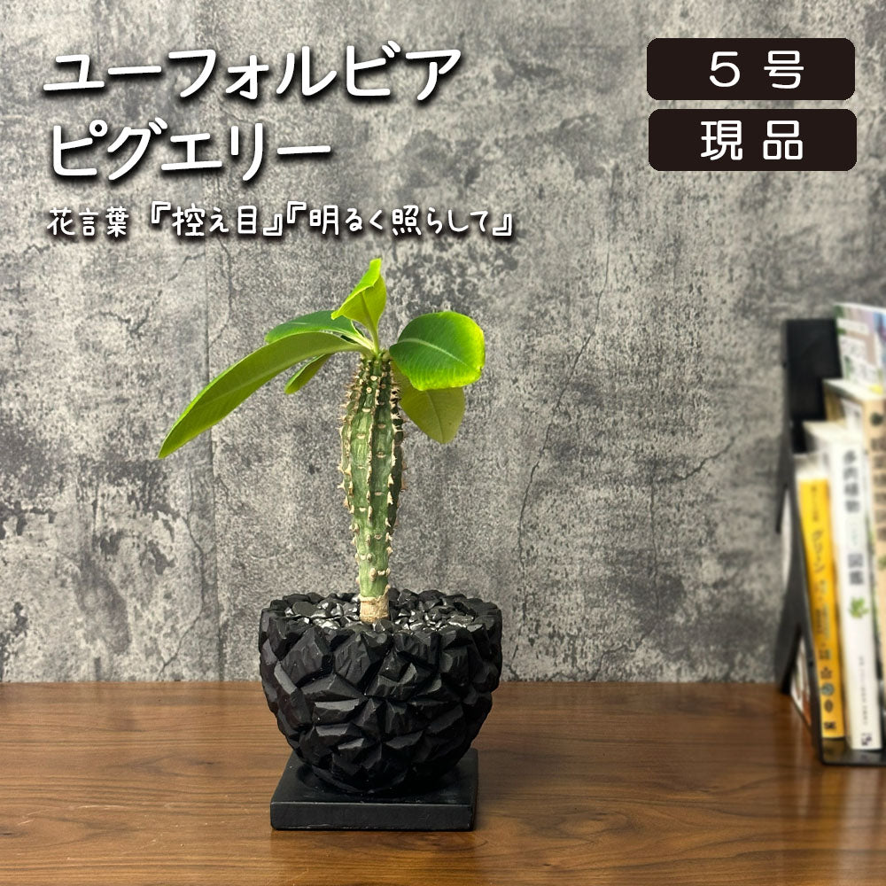 【希少品種】 ユーフォルビア ピグエリー 【現品】 5号 黒陶器鉢 送料別