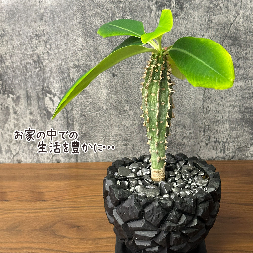 【希少品種】 ユーフォルビア ピグエリー 【現品】 5号 黒陶器鉢 送料別
