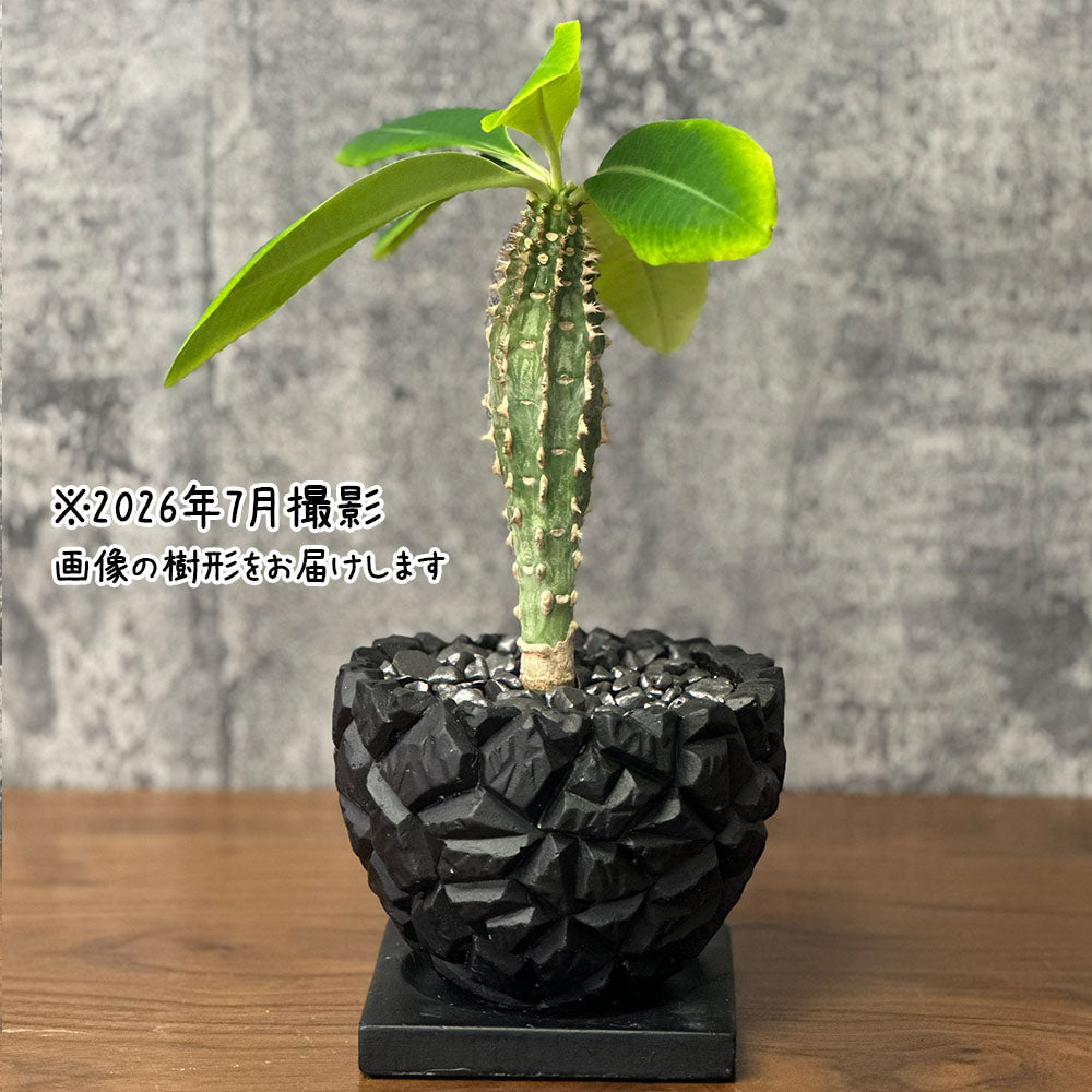 【希少品種】 ユーフォルビア ピグエリー 【現品】 5号 黒陶器鉢 送料別