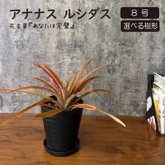 観葉植物 アナナス ルシダス現品 選べる樹形 7号 8号 黒セラアート鉢 送料無料