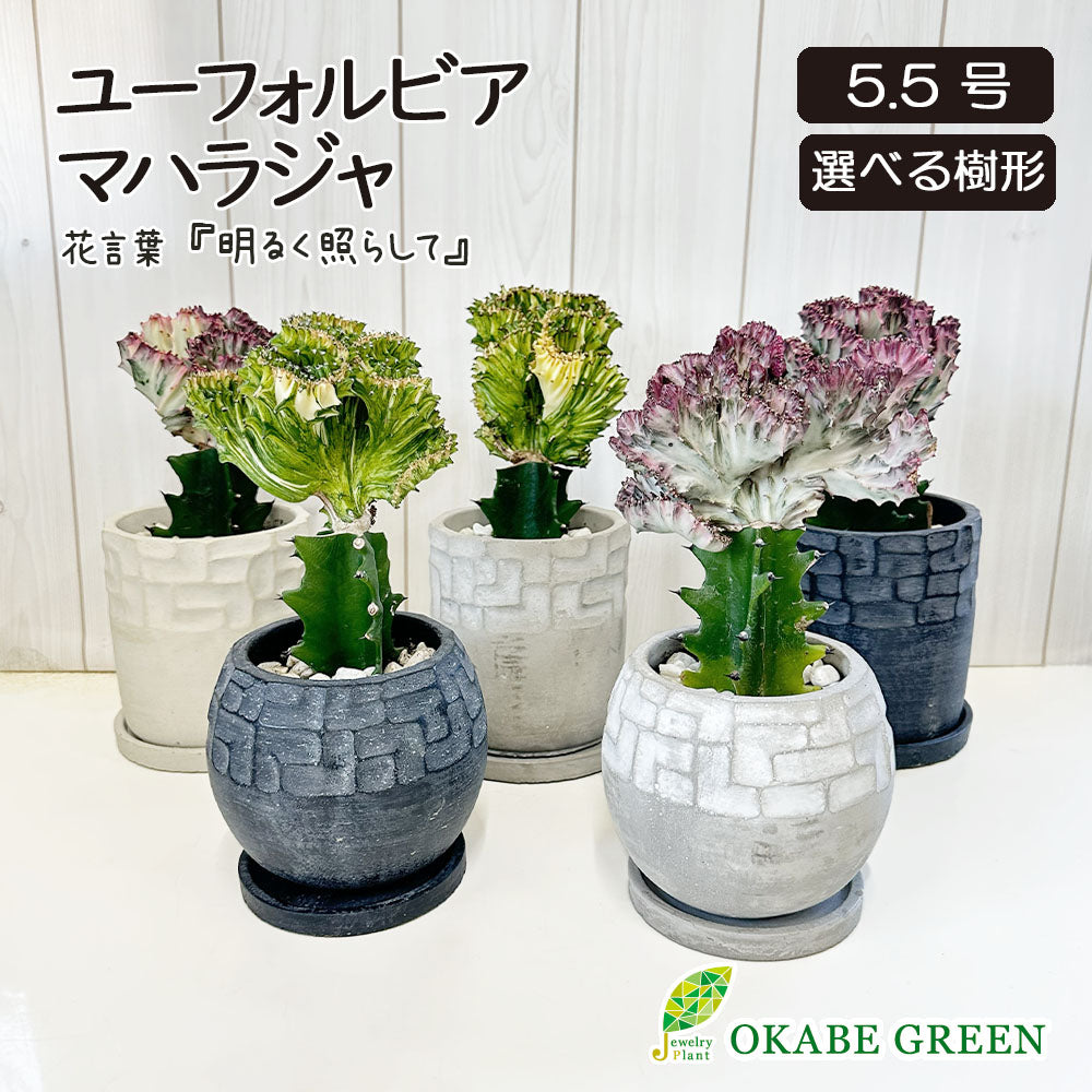 ユーフォルビア マハラジャ 【現品】 選べる樹形 デザイン陶器鉢 5.5号 送料無料