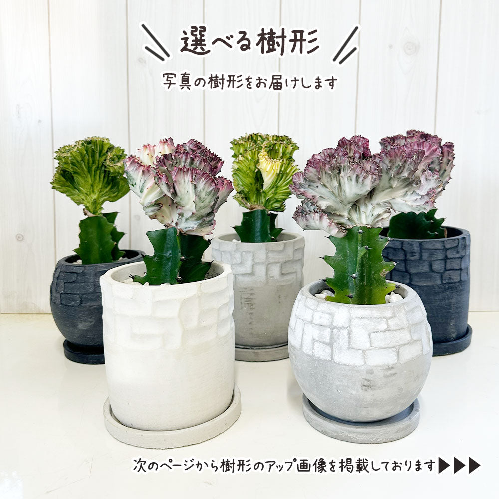 ユーフォルビア マハラジャ 【現品】 選べる樹形 デザイン陶器鉢 5.5号 送料無料