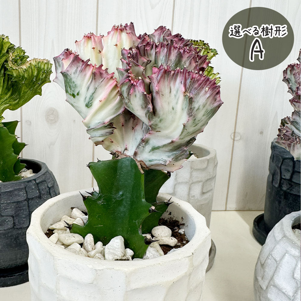 ユーフォルビア マハラジャ 【現品】 選べる樹形 デザイン陶器鉢 5.5号 送料無料