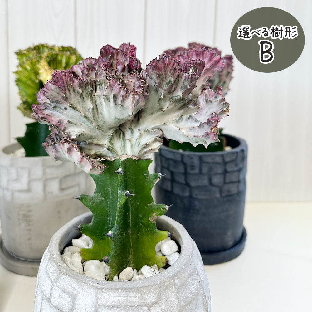 ユーフォルビア マハラジャ 【現品】 選べる樹形 デザイン陶器鉢 5.5号 送料無料