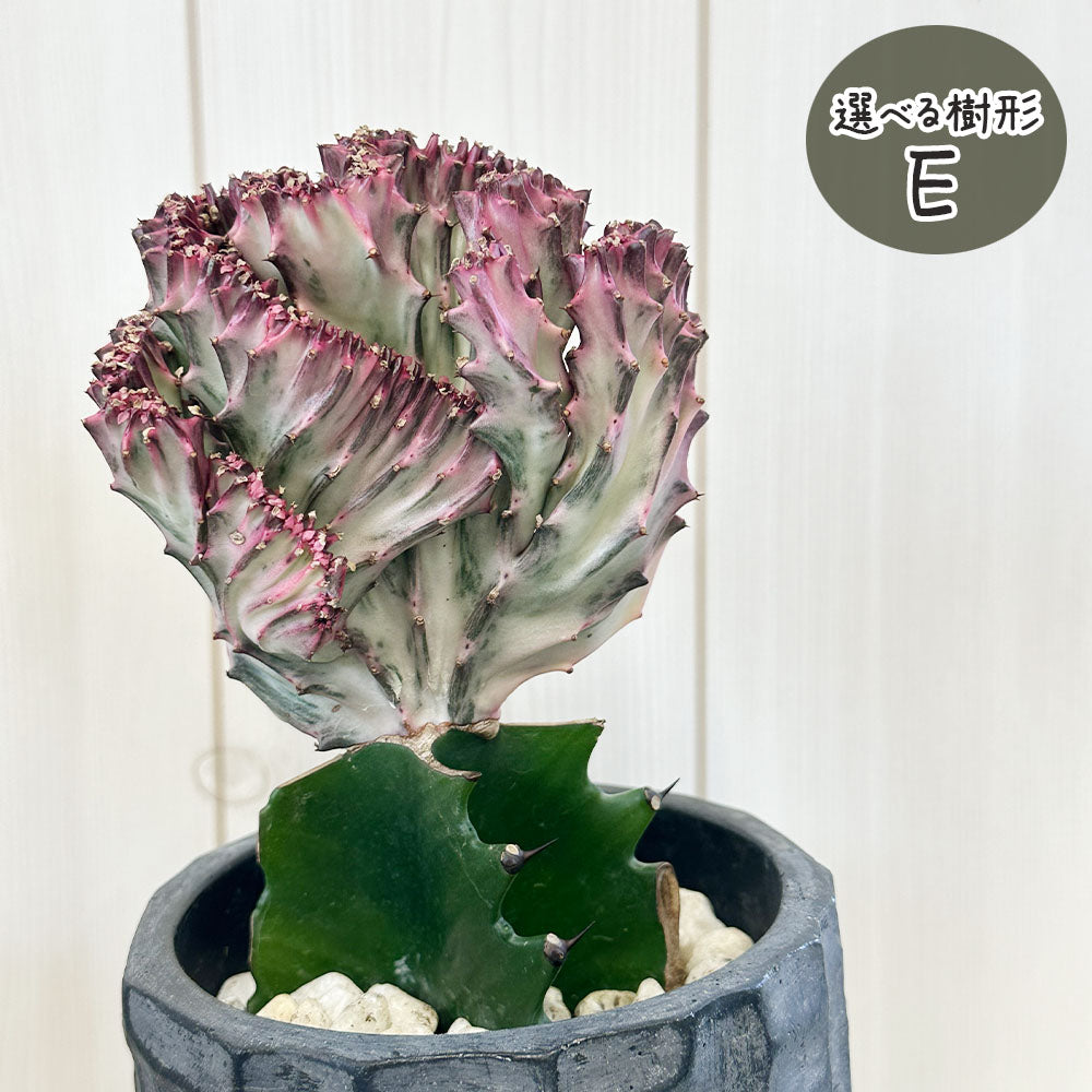 ユーフォルビア マハラジャ 【現品】 選べる樹形 デザイン陶器鉢 5.5号 送料無料