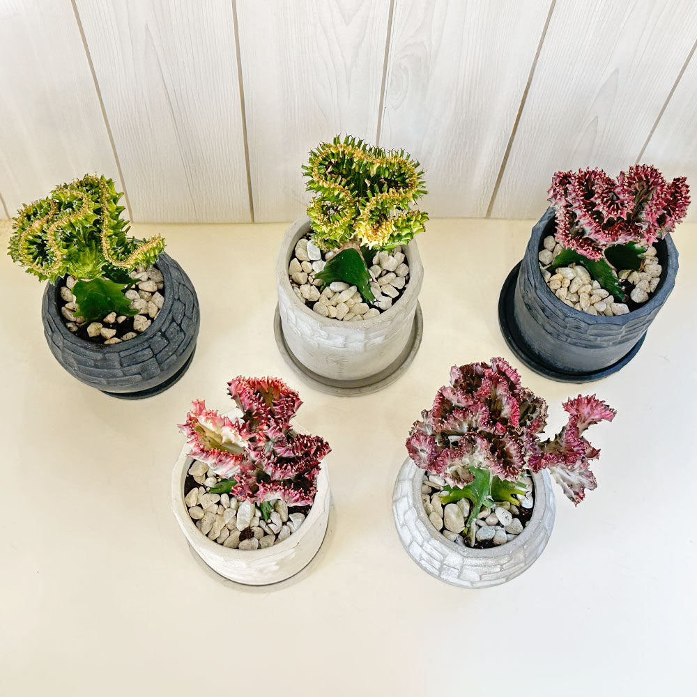 ユーフォルビア マハラジャ 【現品】 選べる樹形 デザイン陶器鉢 5.5号 送料無料